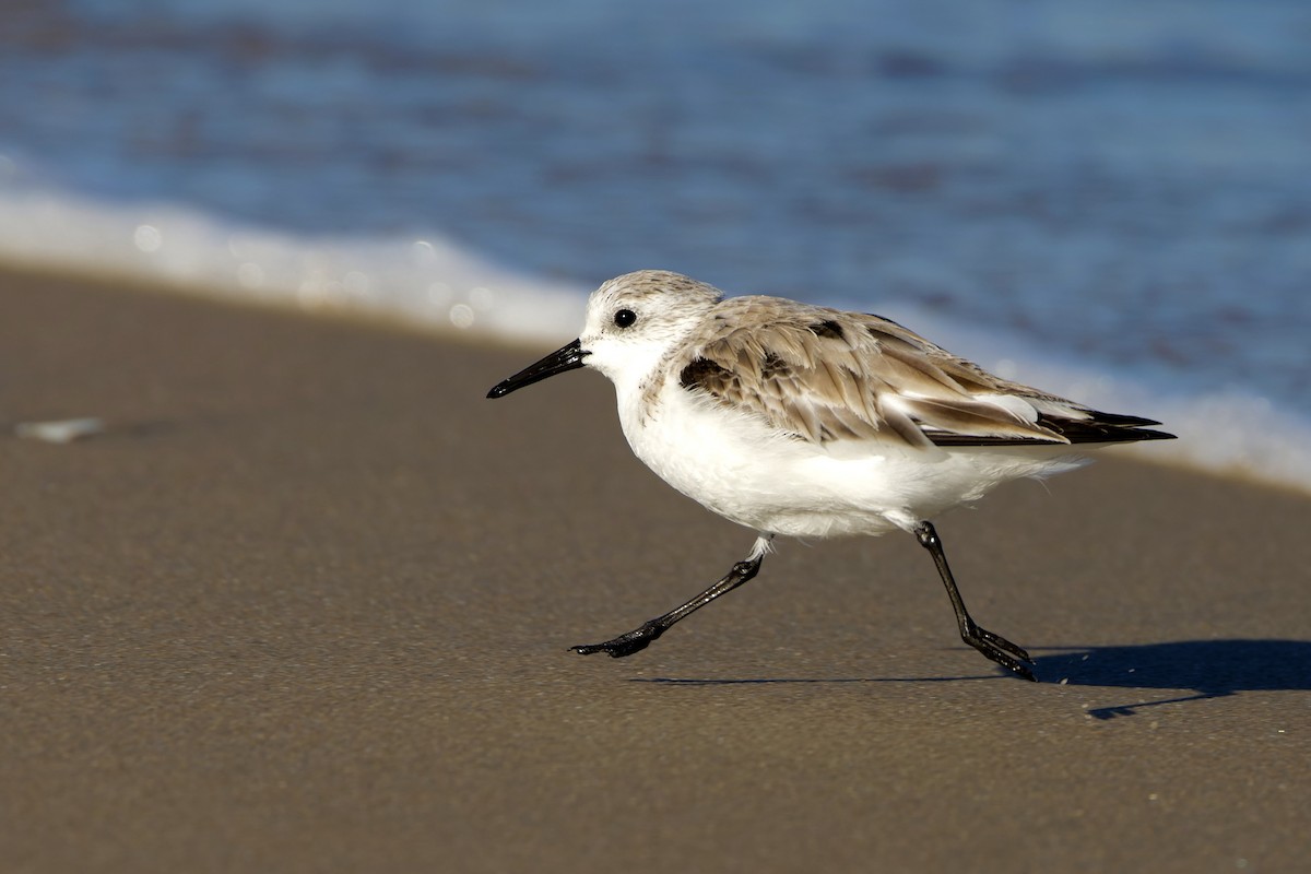 Bécasseau sanderling - ML617208870