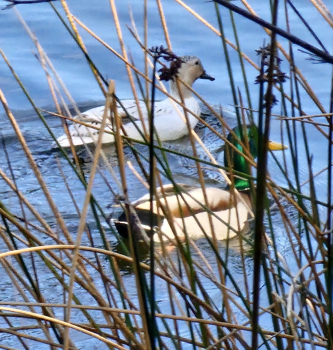 Canard colvert - ML617208886