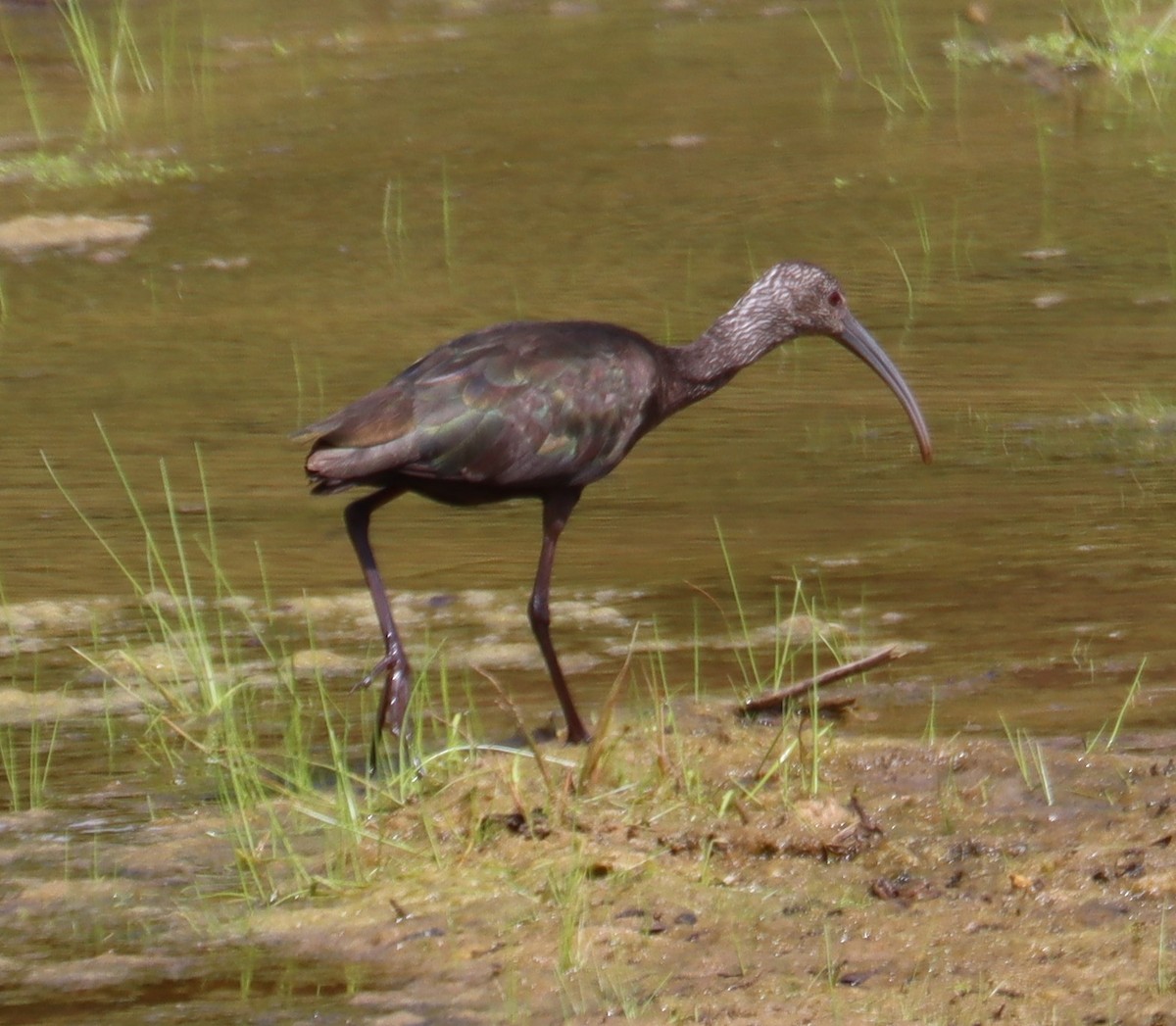 White-faced Ibis - ML617208888