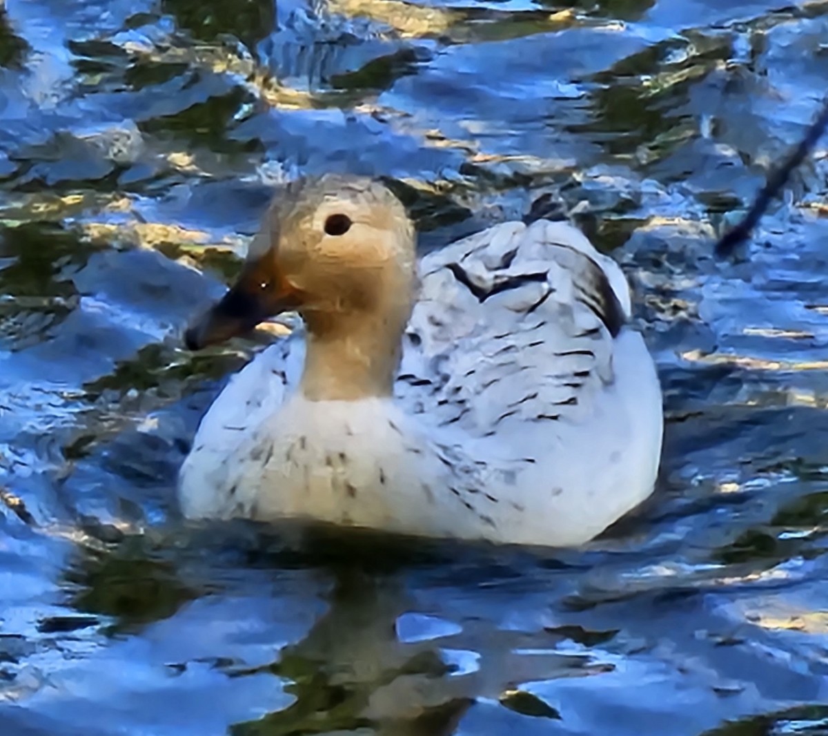 Mallard (Domestic type) - ML617208894