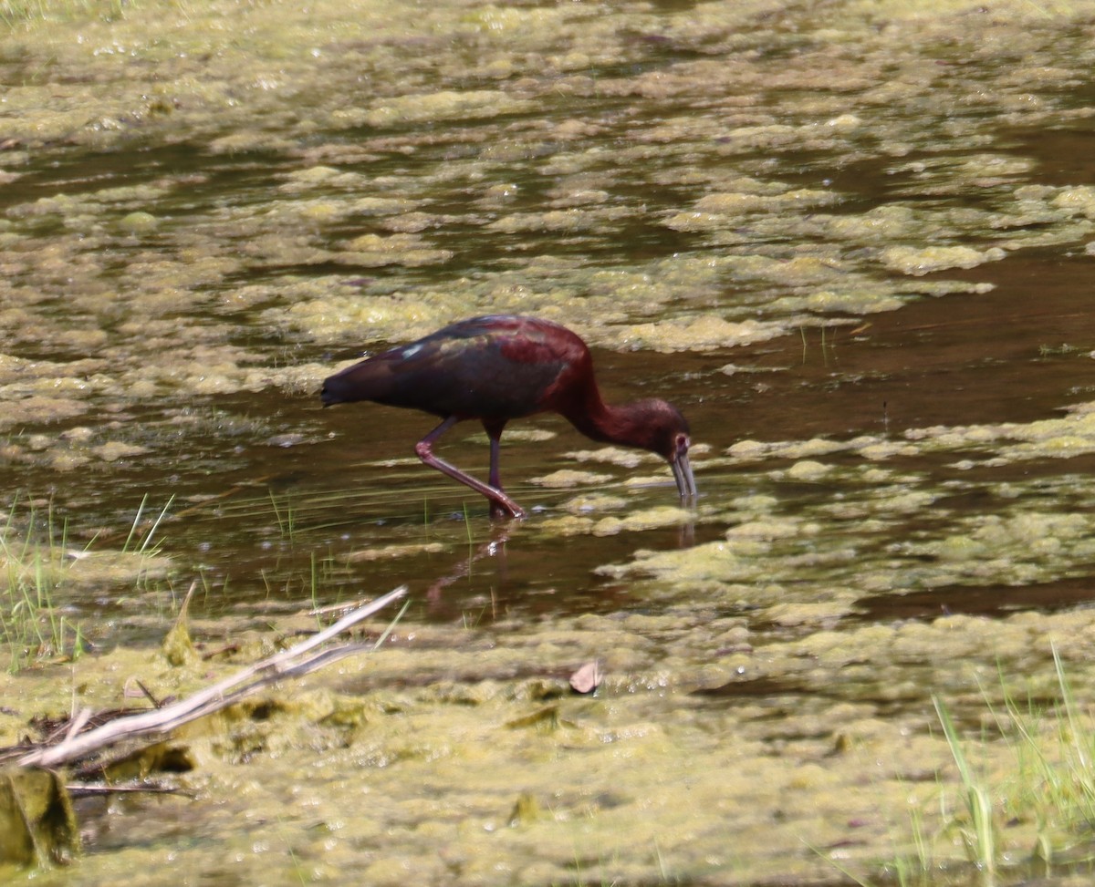 White-faced Ibis - ML617208895