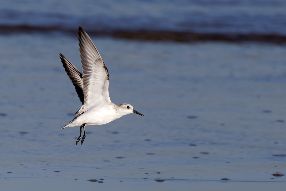 Bécasseau sanderling - ML617208896