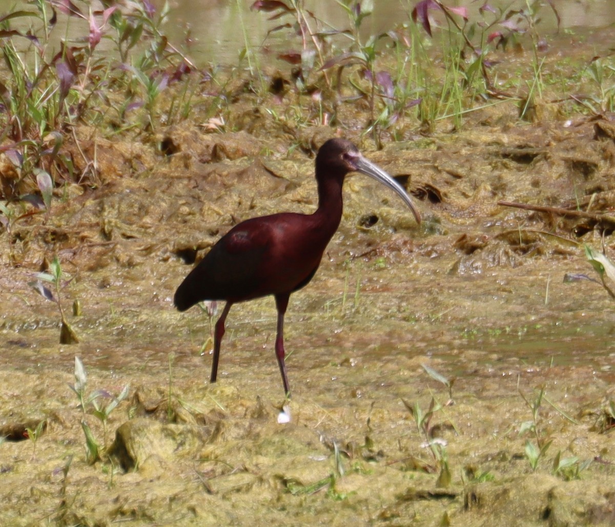 White-faced Ibis - ML617208901