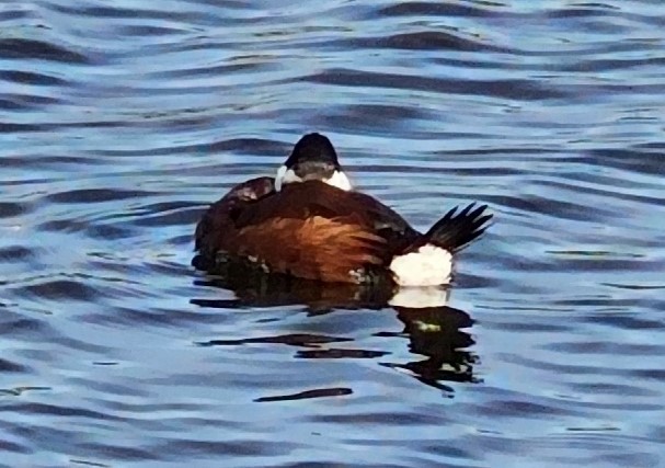 Ruddy Duck - ML617208903