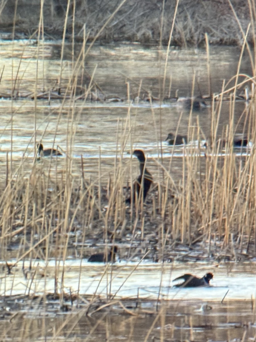 Neotropic Cormorant - Mike Thompson