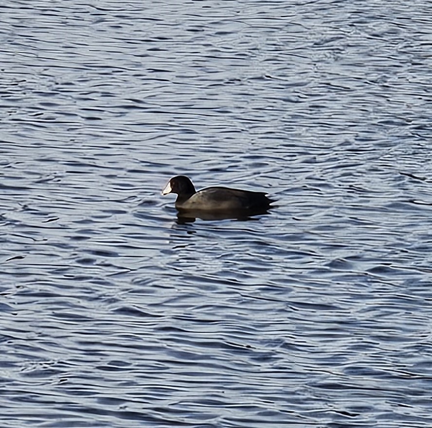 American Coot - ML617208913