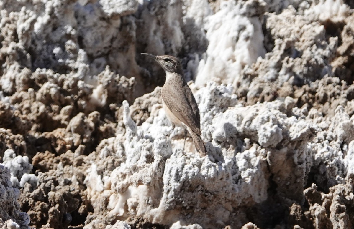 Rock Wren - ML617208950