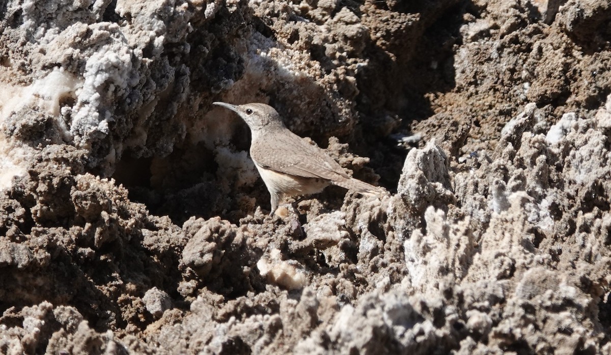 Rock Wren - Monica P