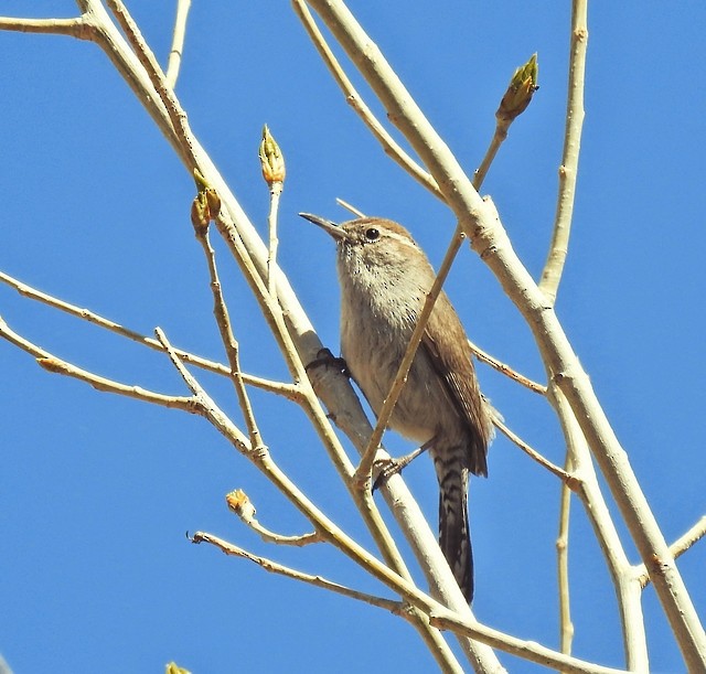 Bewick's Wren - ML617208954