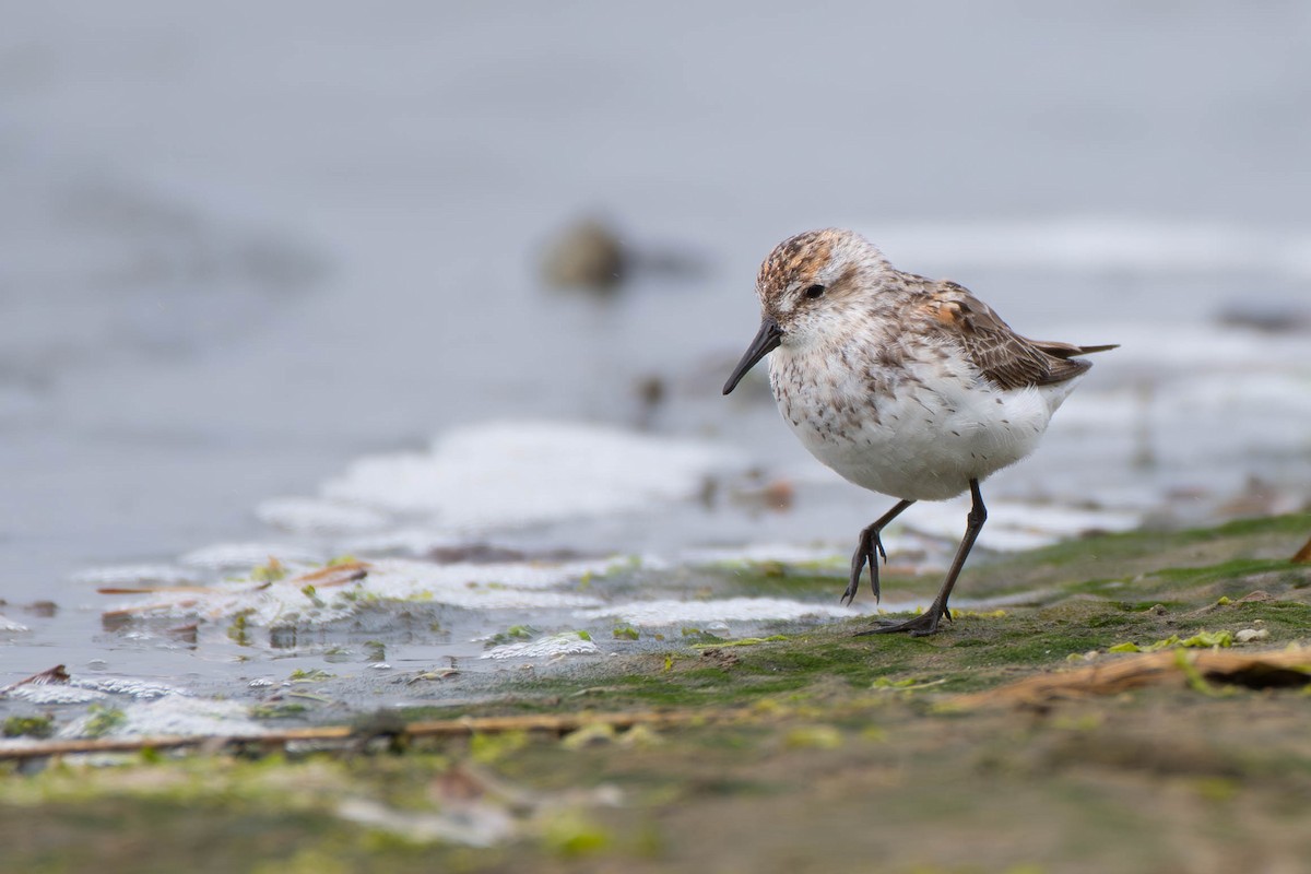 Western Sandpiper - Kaleb Anderson