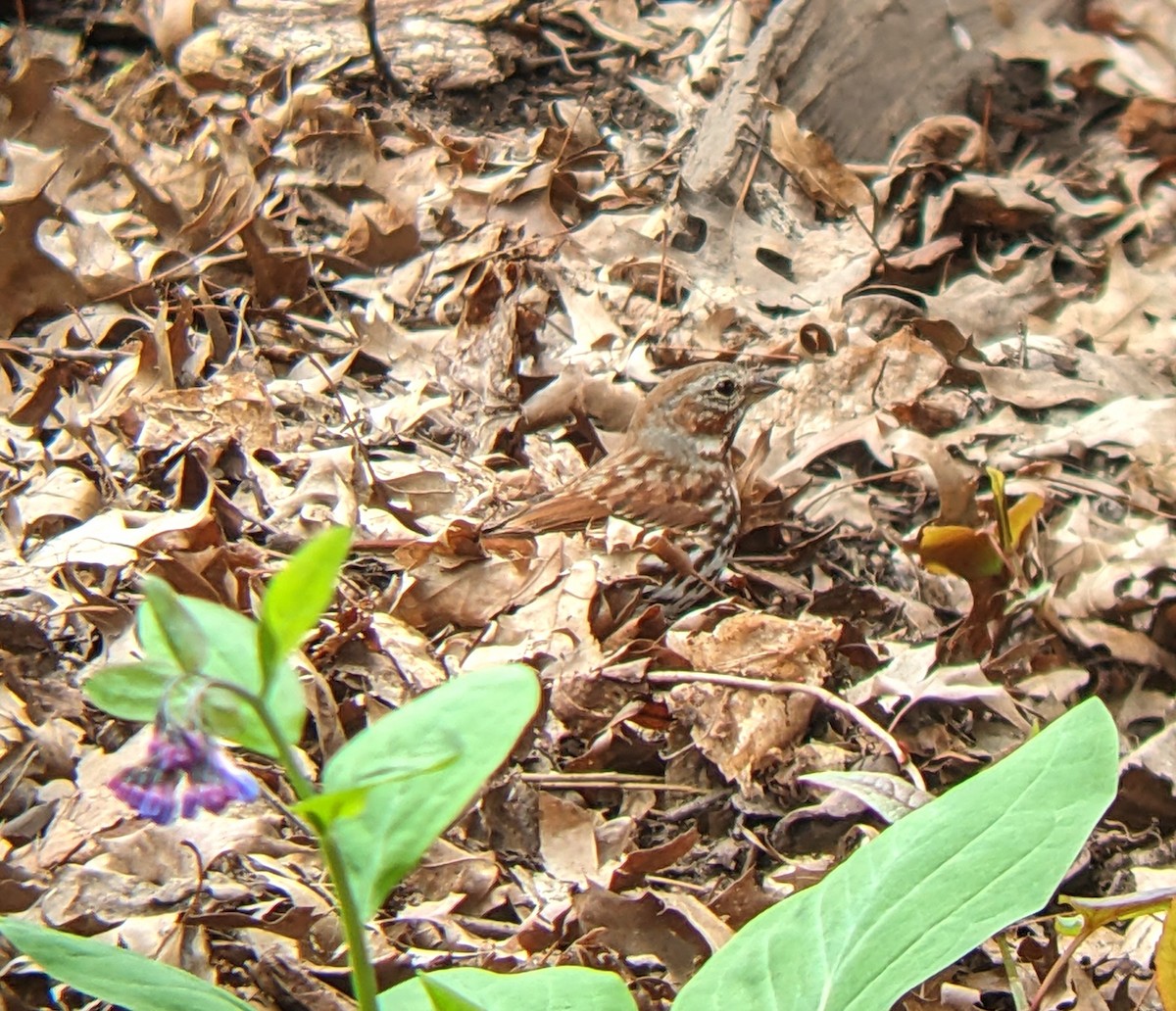 Fox Sparrow - ML617208971