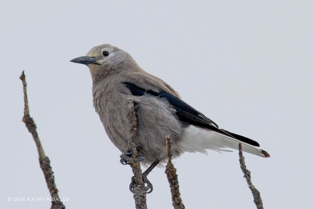 Clark's Nutcracker - ML617208980