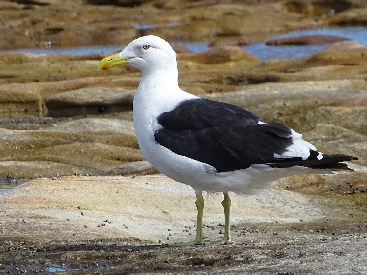 Kelp Gull - Richard Murray