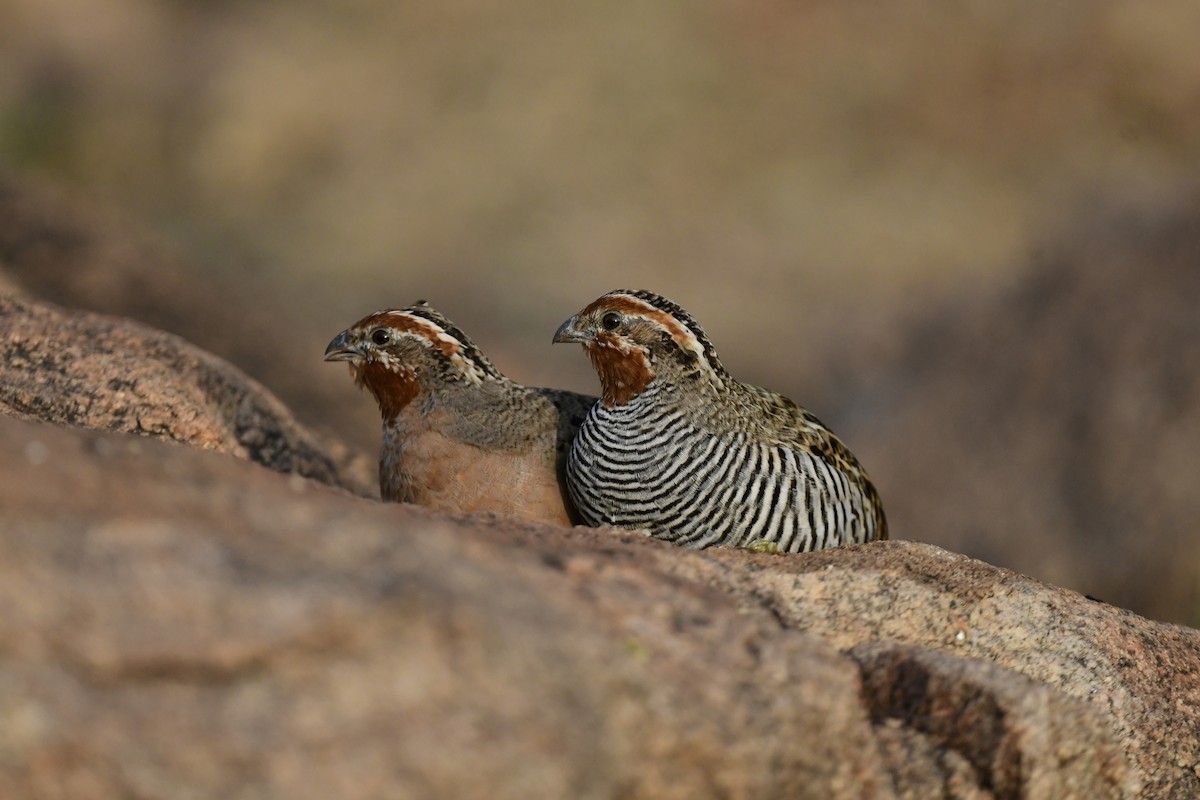 Jungle Bush-Quail - ML617208999