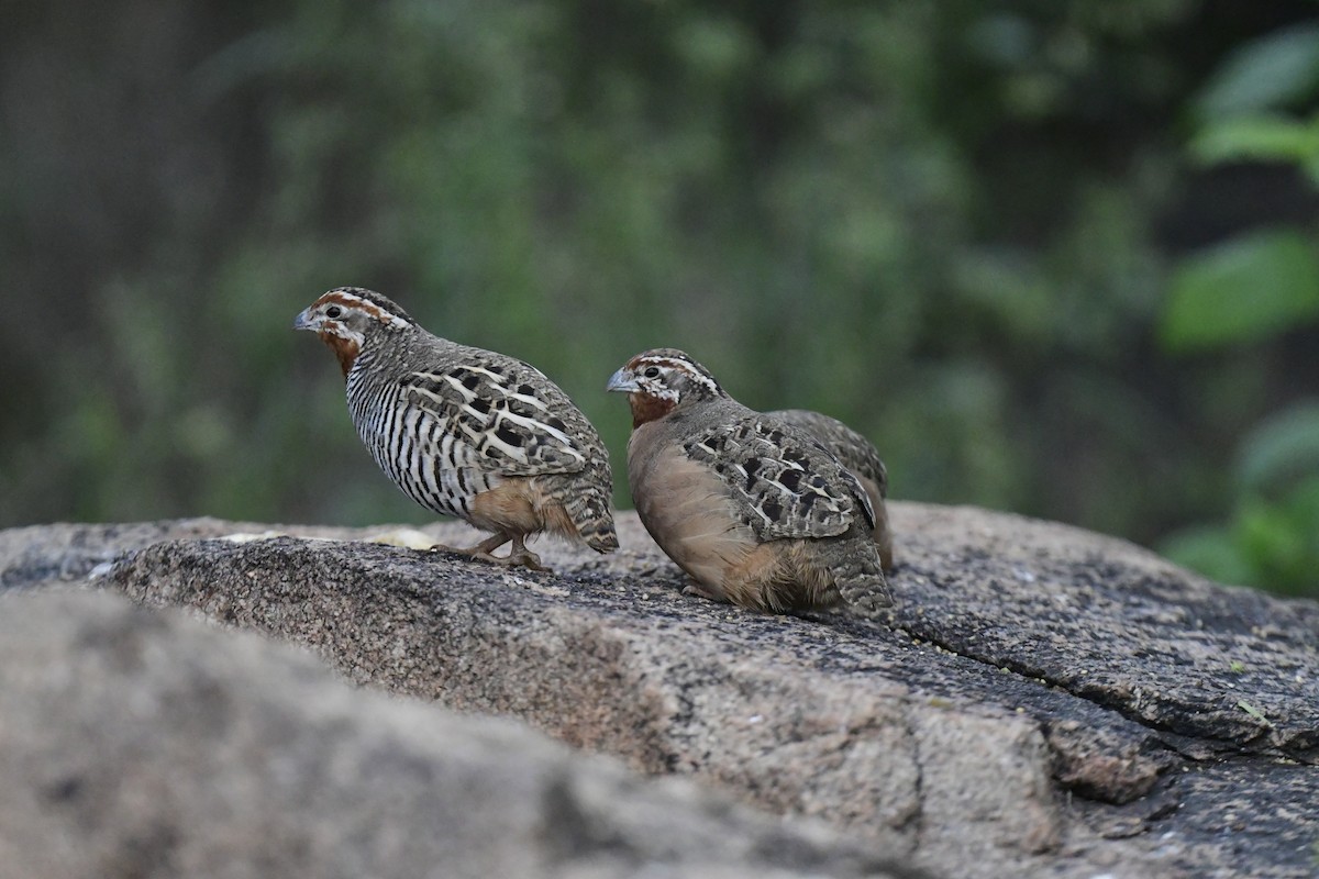 Jungle Bush-Quail - ML617209000