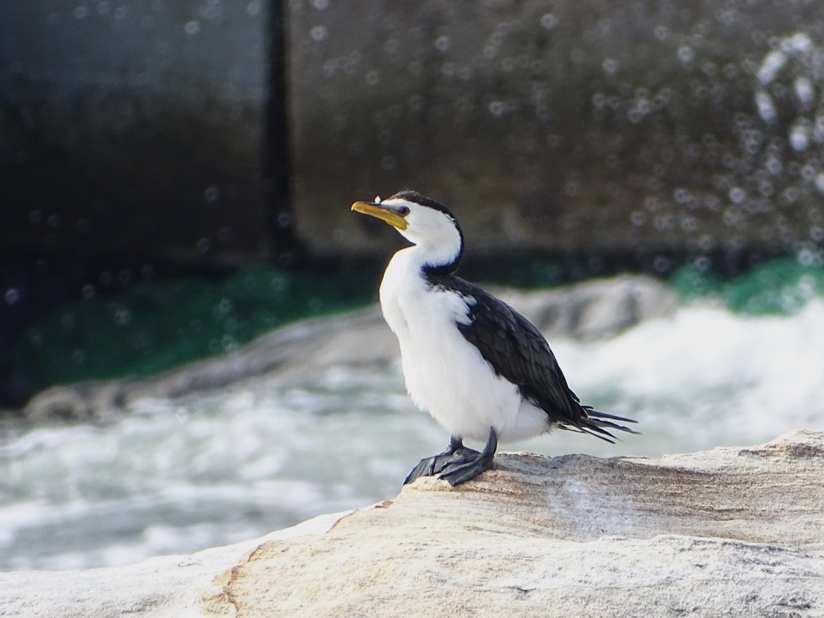 Little Pied Cormorant - Richard Murray