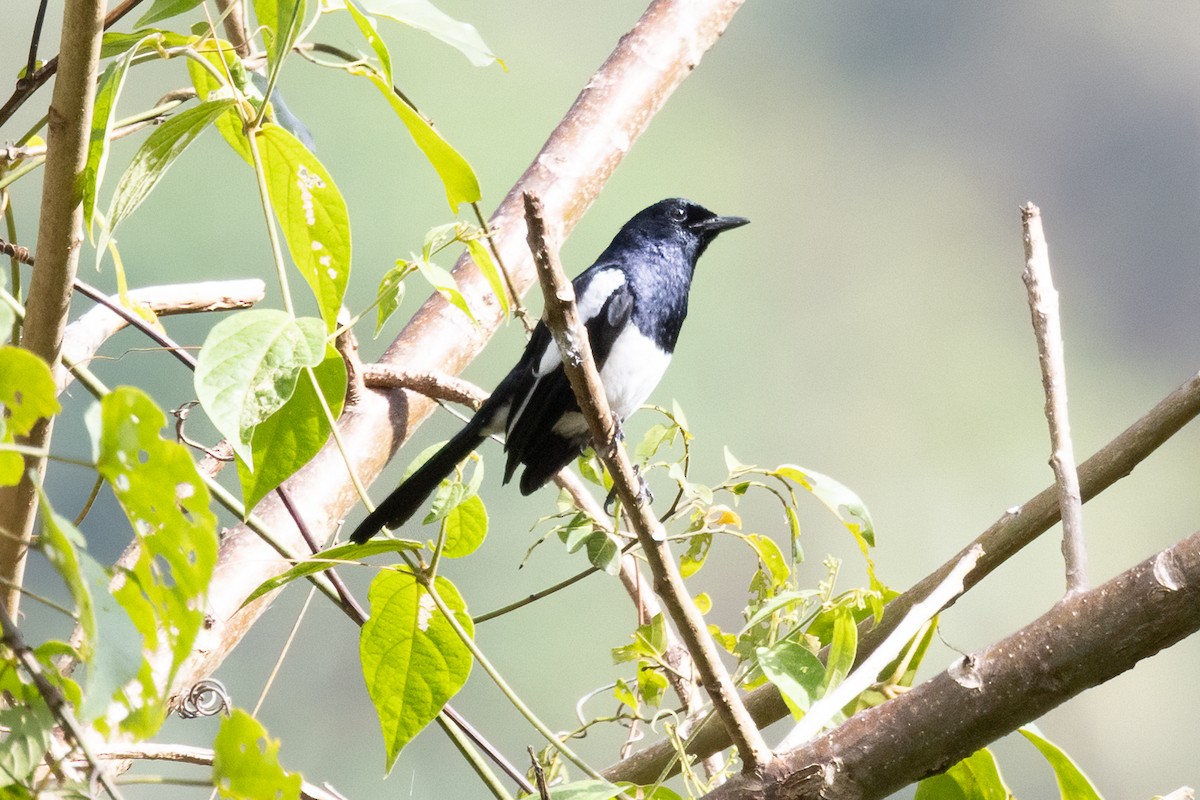 Philippine Magpie-Robin - ML617209009