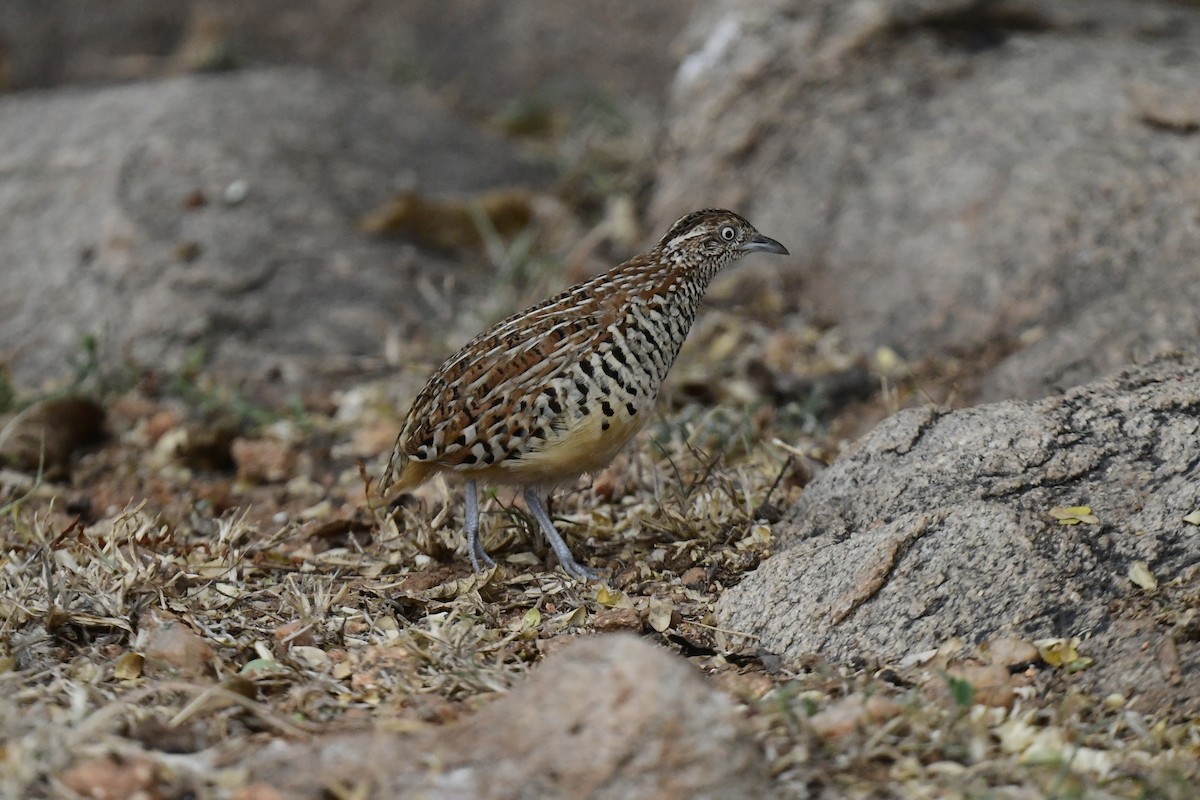 Barred Buttonquail - JENNY JOHNY SOLOMAN SAMUEL