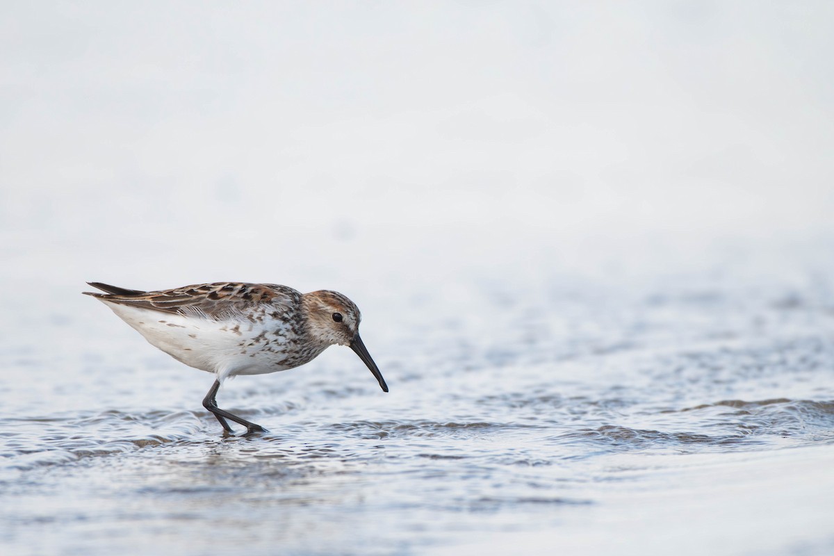 Bergstrandläufer - ML617209028