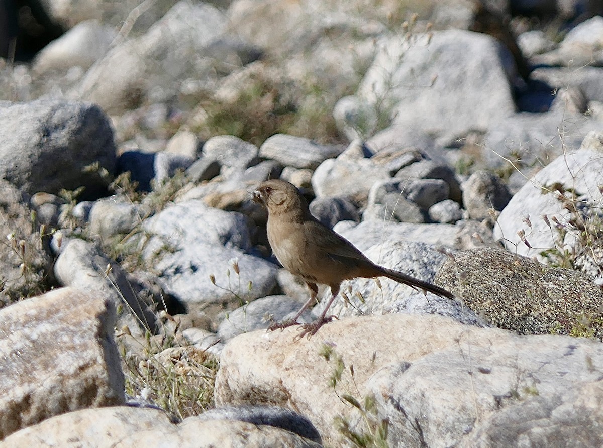 Abert's Towhee - ML617209115