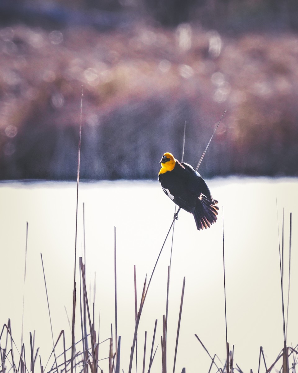Yellow-headed Blackbird - ML617209130