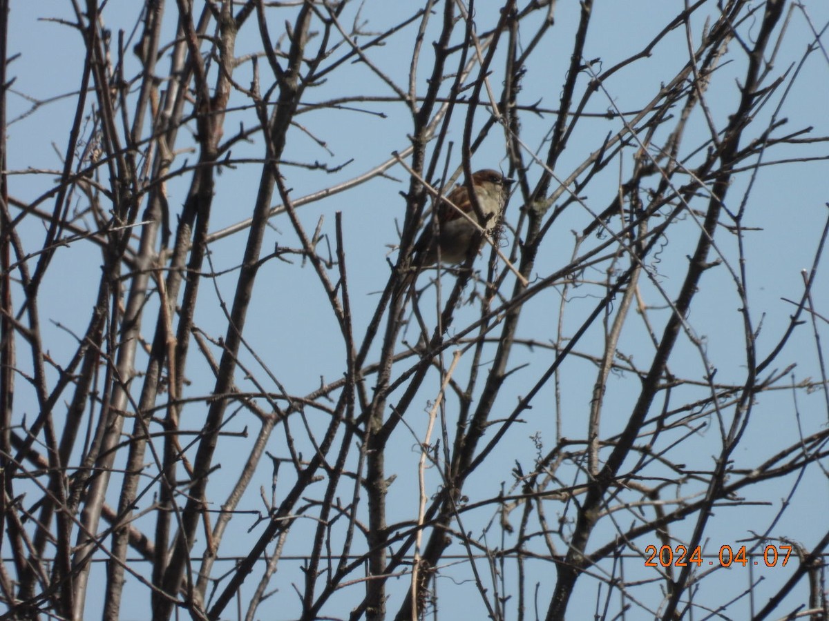 House Sparrow - ML617209146