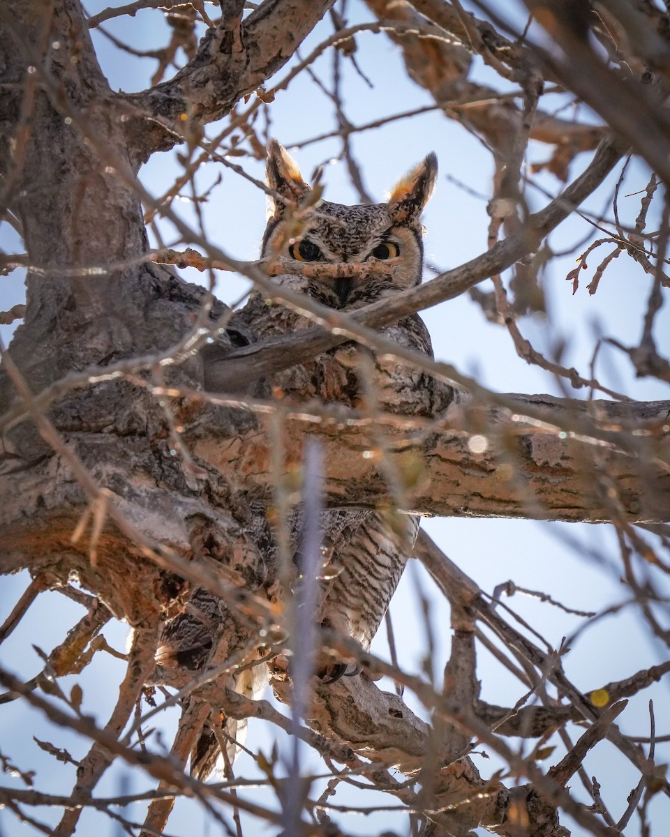 Great Horned Owl - ML617209148