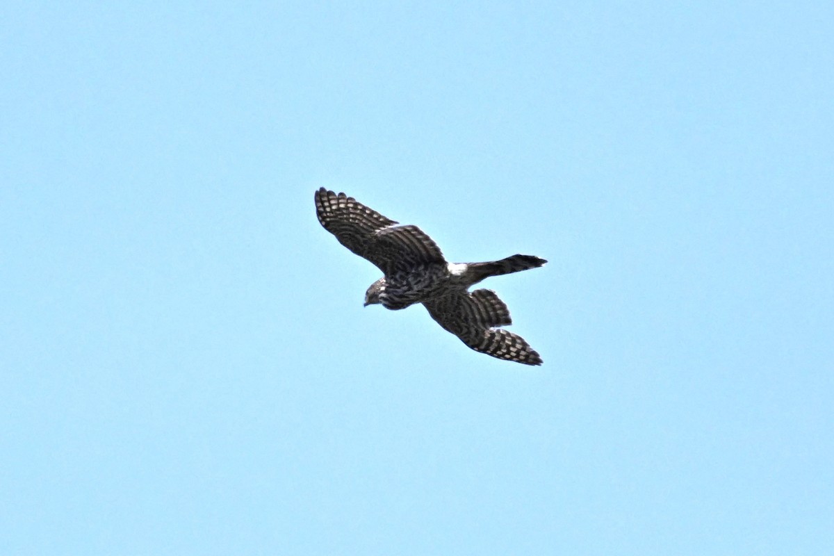 American Goshawk - ML617209170