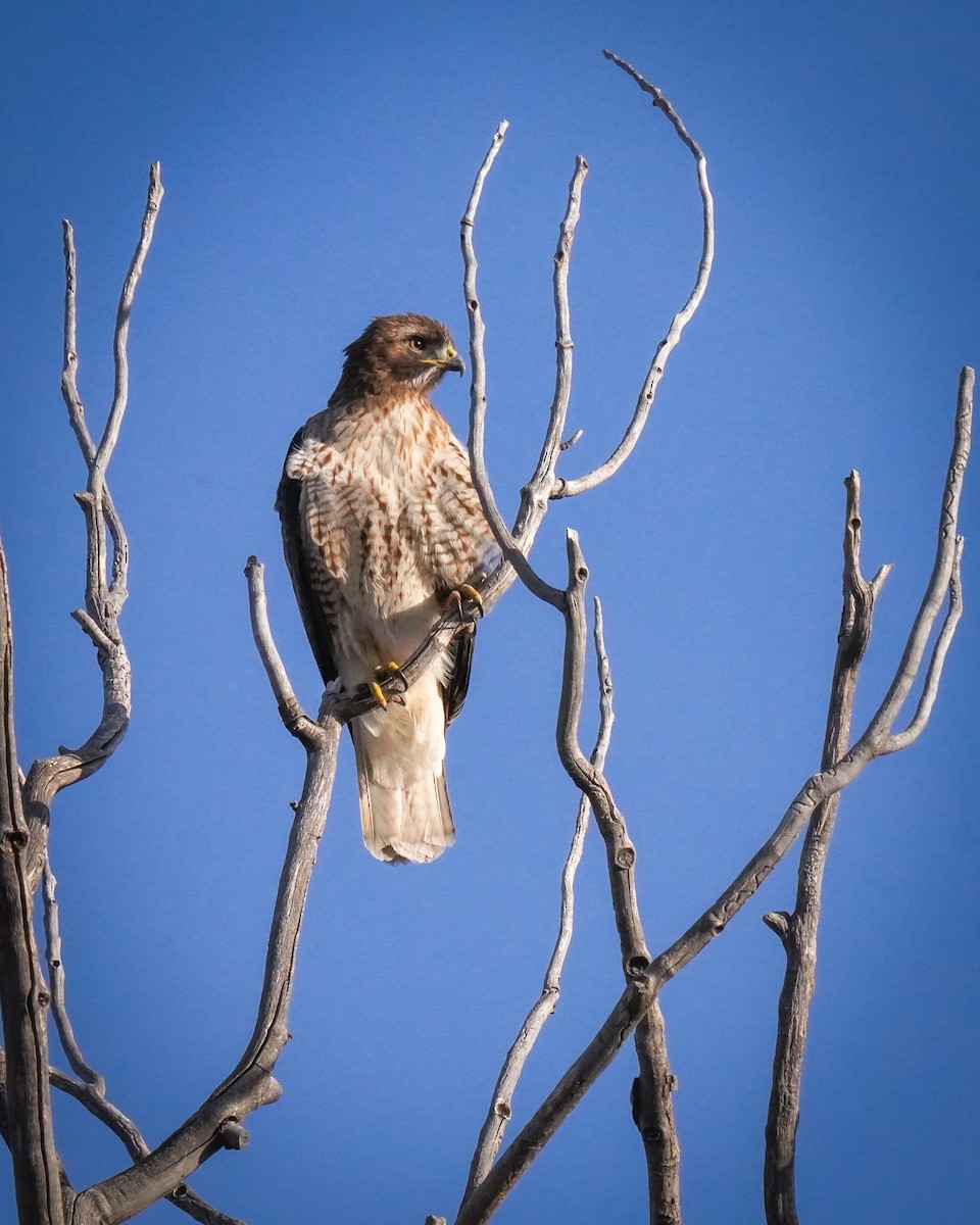 Red-tailed Hawk - ML617209172