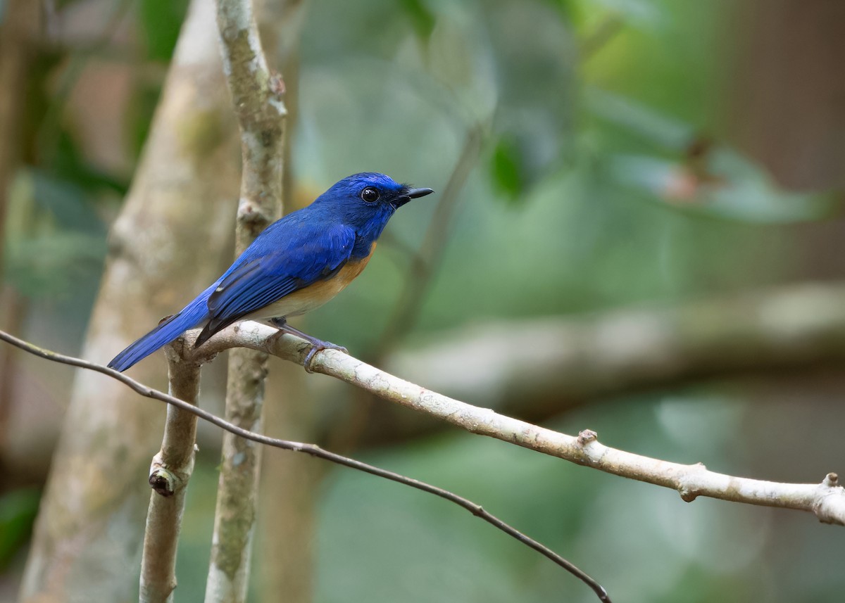 Malaysian Blue Flycatcher - Ayuwat Jearwattanakanok