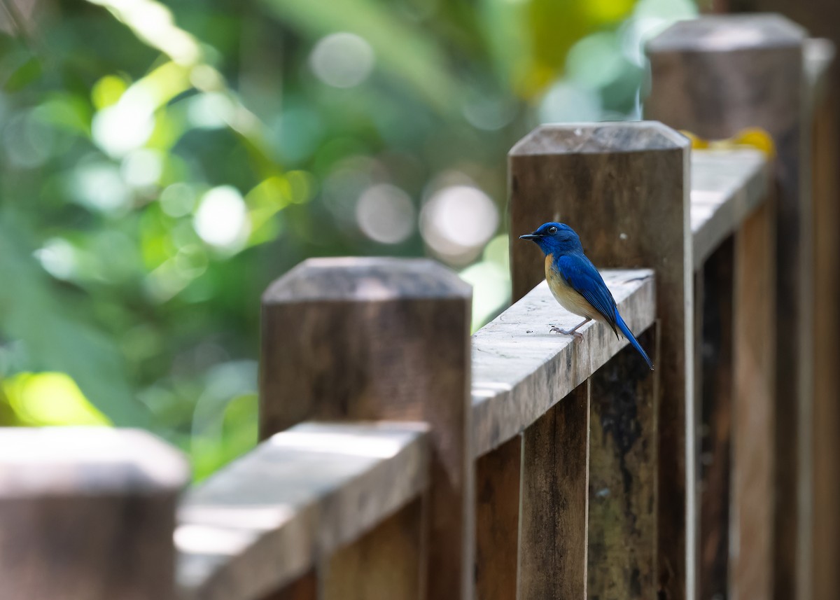 Malaysian Blue Flycatcher - Ayuwat Jearwattanakanok