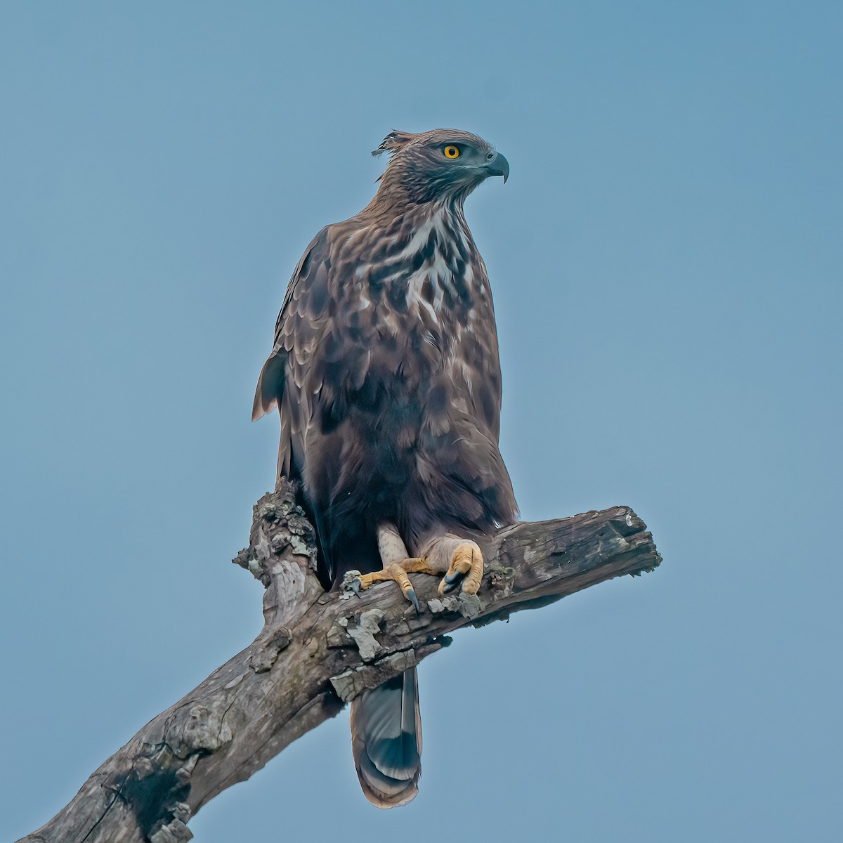 Changeable Hawk-Eagle - Rajkumar Das