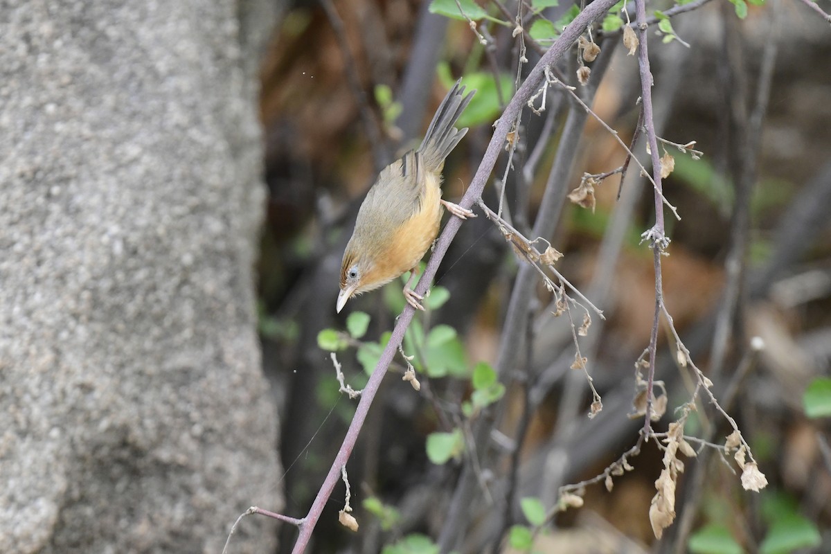 Tawny-bellied Babbler - JENNY JOHNY SOLOMAN SAMUEL