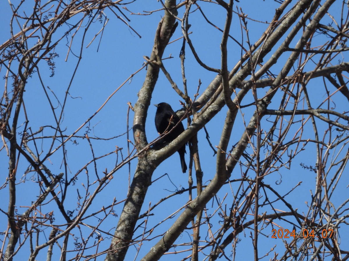 Red-winged Blackbird - Lyne Pelletier