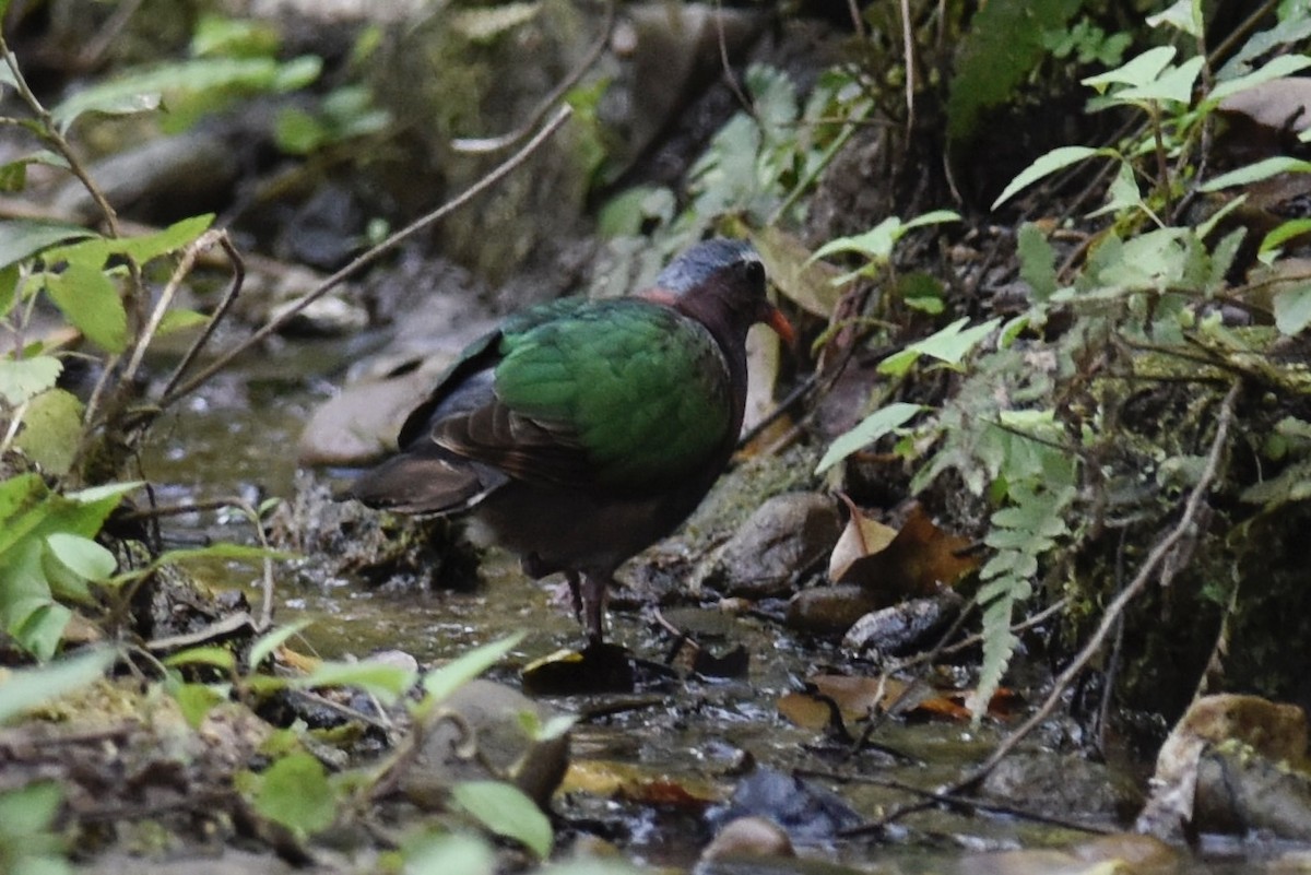 Asian Emerald Dove - ML617209283