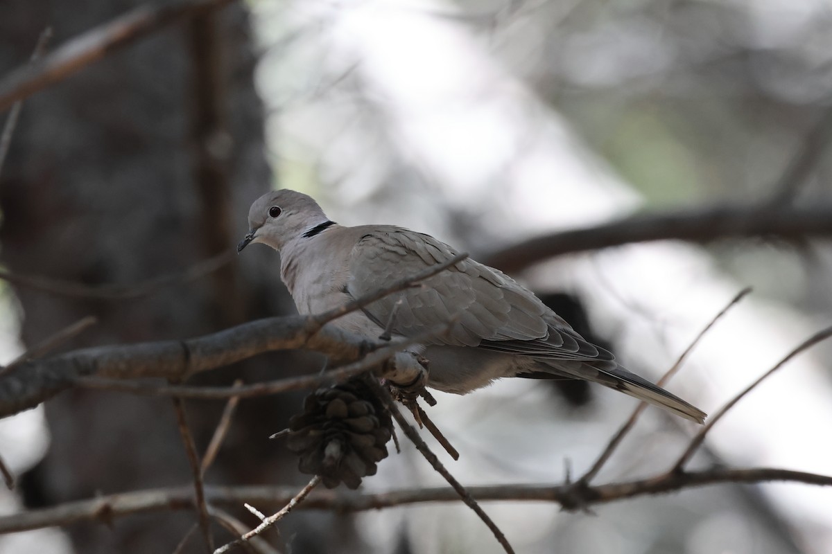 Eurasian Collared-Dove - Brandon Stidum