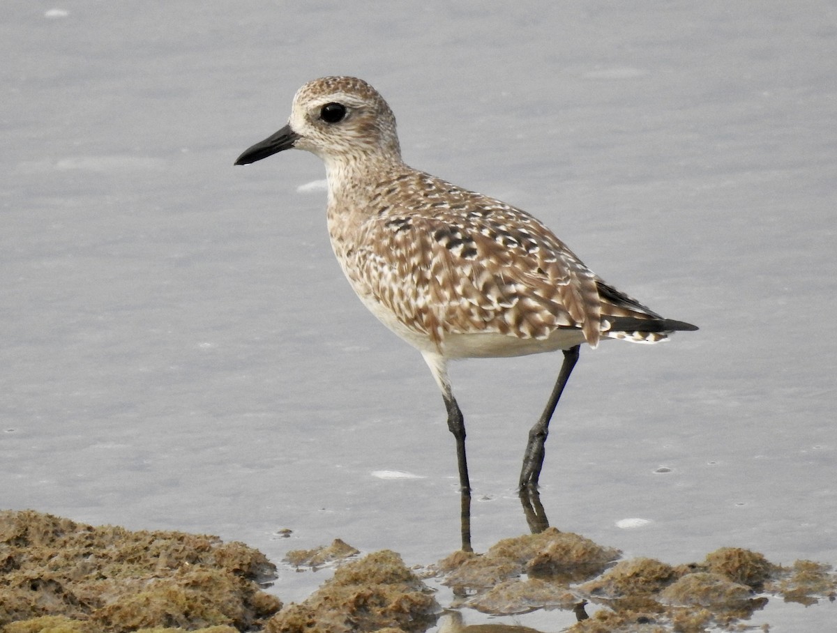 Black-bellied Plover - Tomohide Cho