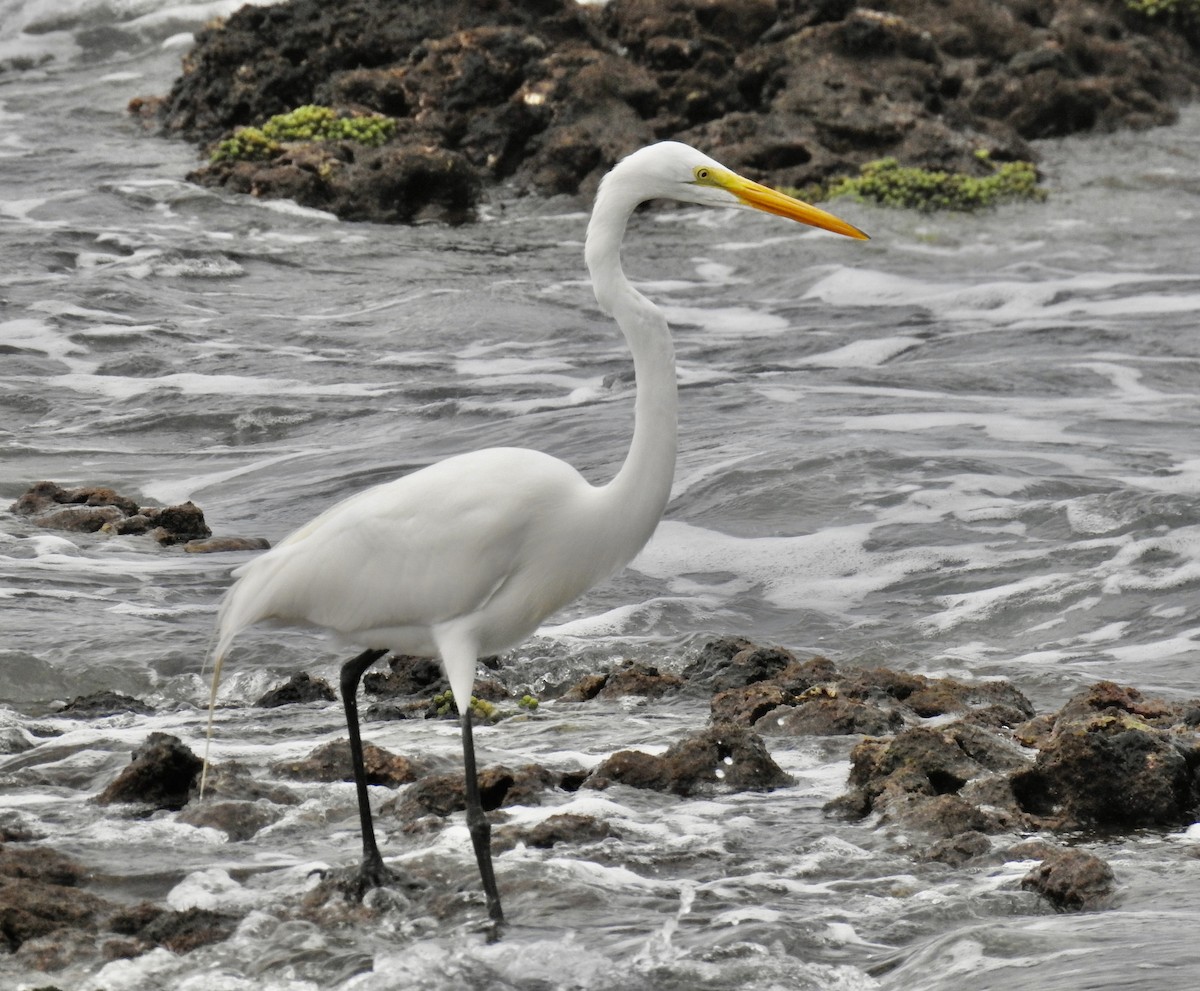 Great Egret - Tomohide Cho