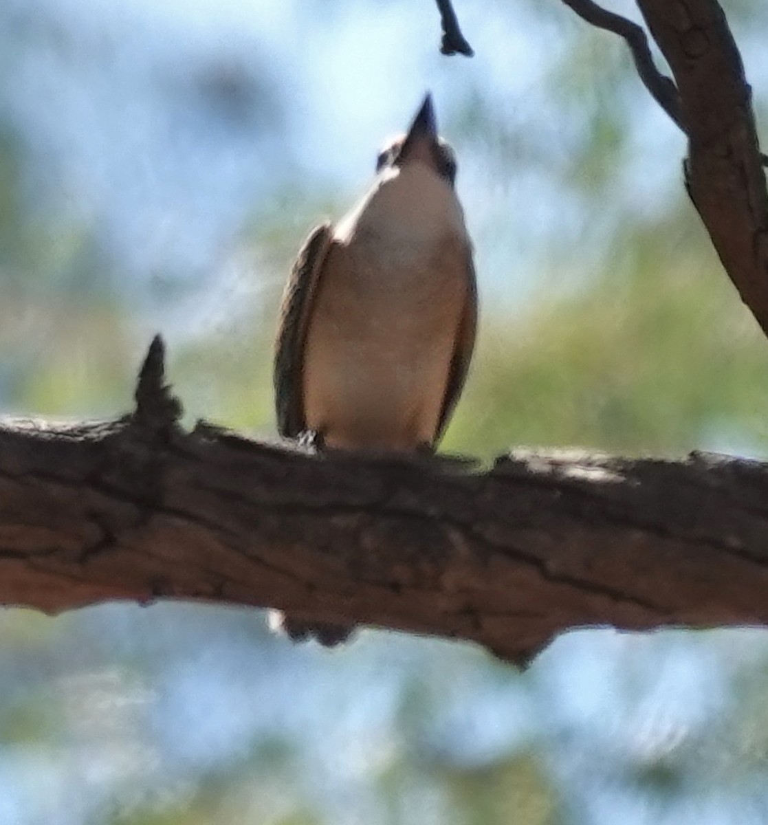 Sacred Kingfisher - Alan Coates