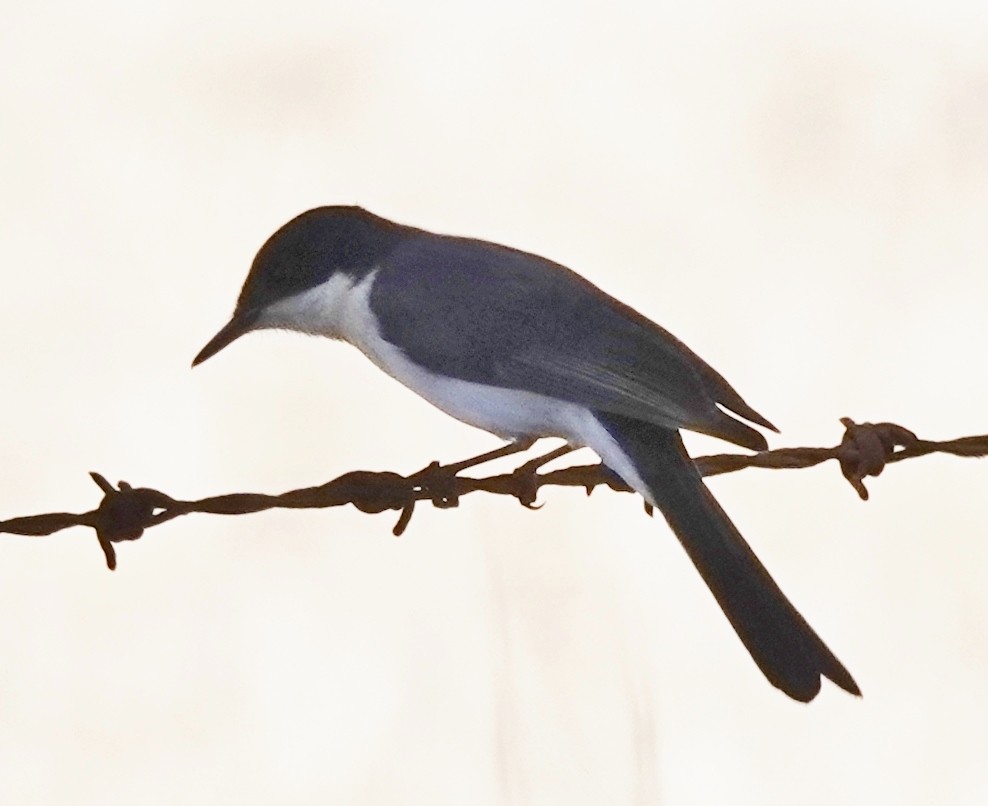 Restless Flycatcher - Alan Coates