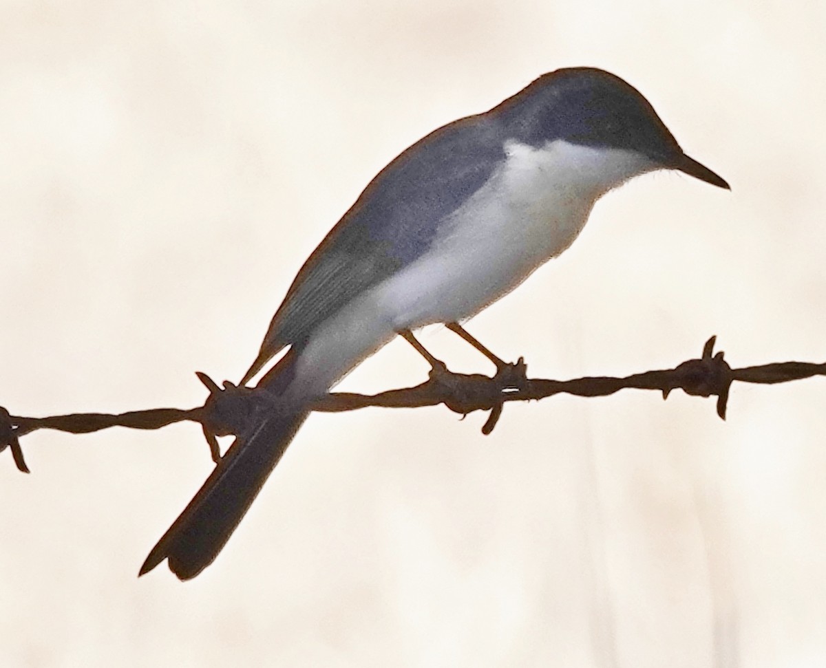 Restless Flycatcher - Alan Coates