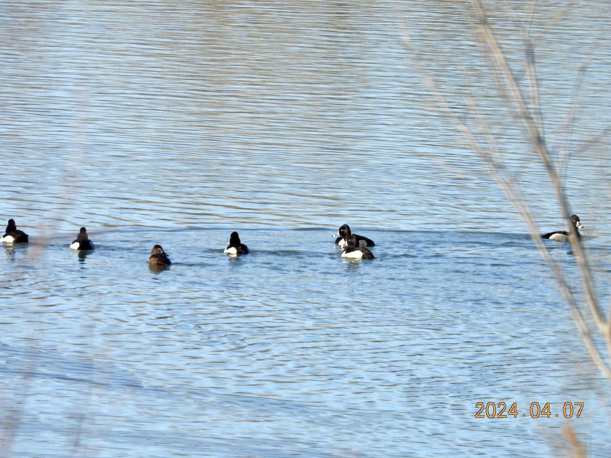 Ring-necked Duck - ML617209385