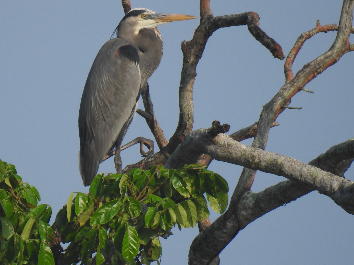 Great Blue Heron - ML617209392