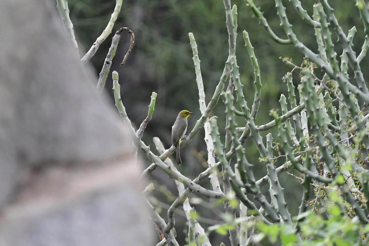 Yellow-throated Bulbul - ML617209401