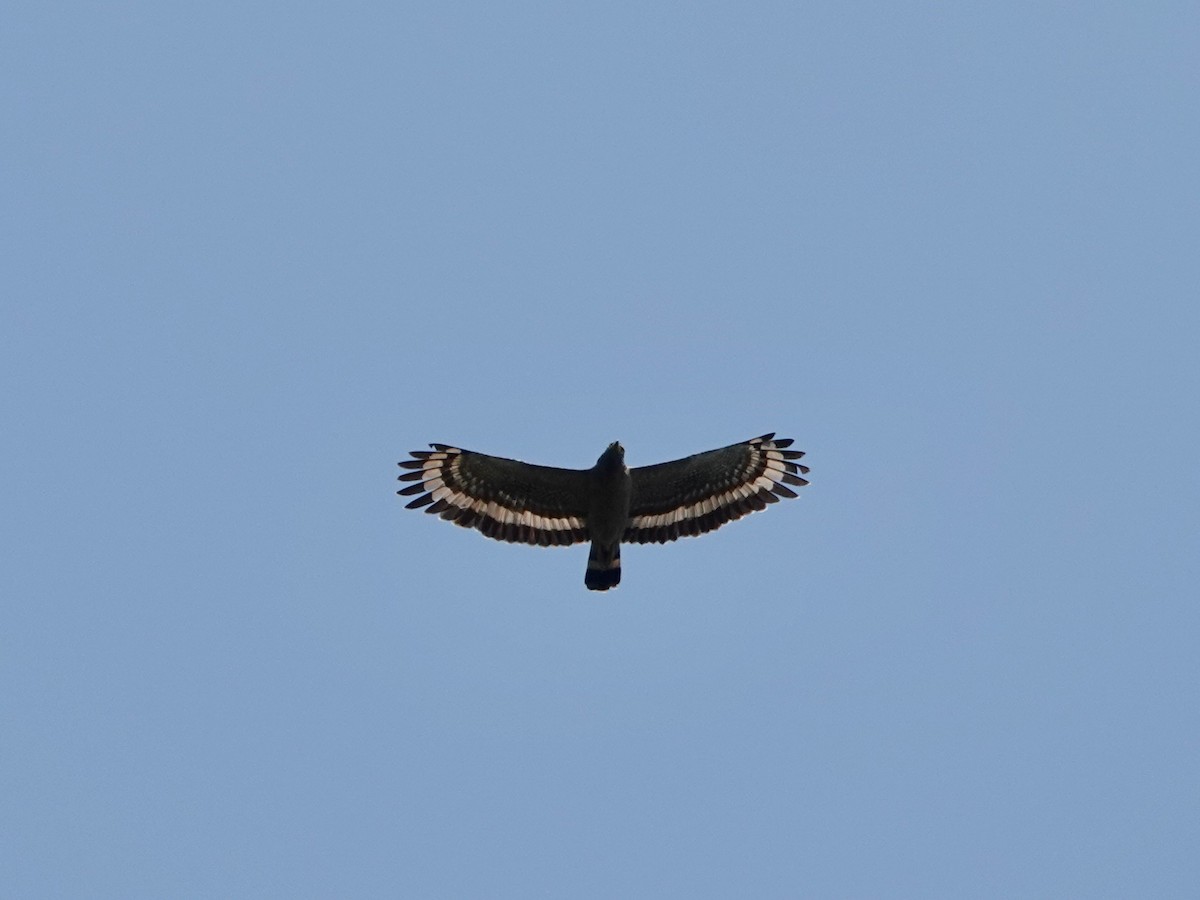 Crested Serpent-Eagle - ML617209416