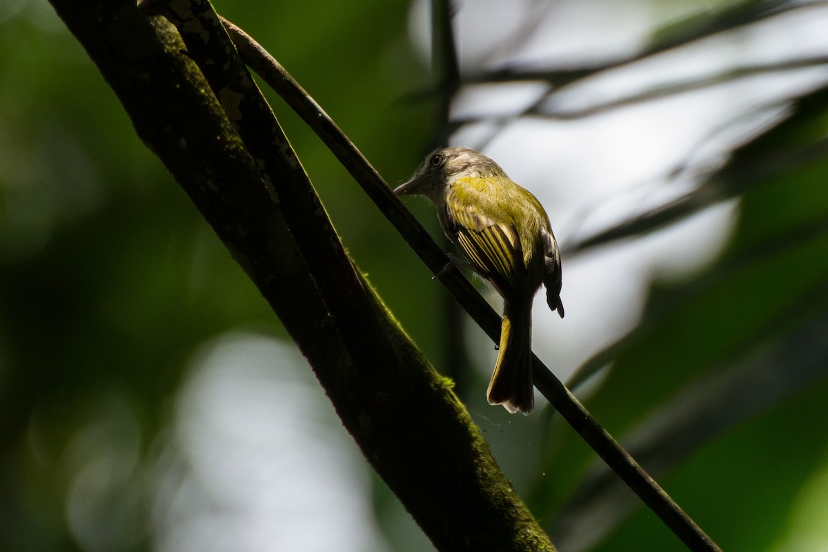 Yellow-olive Flatbill - ML617209431