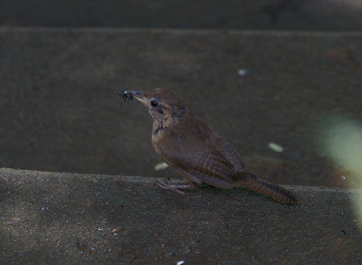 House Wren - ML617209464