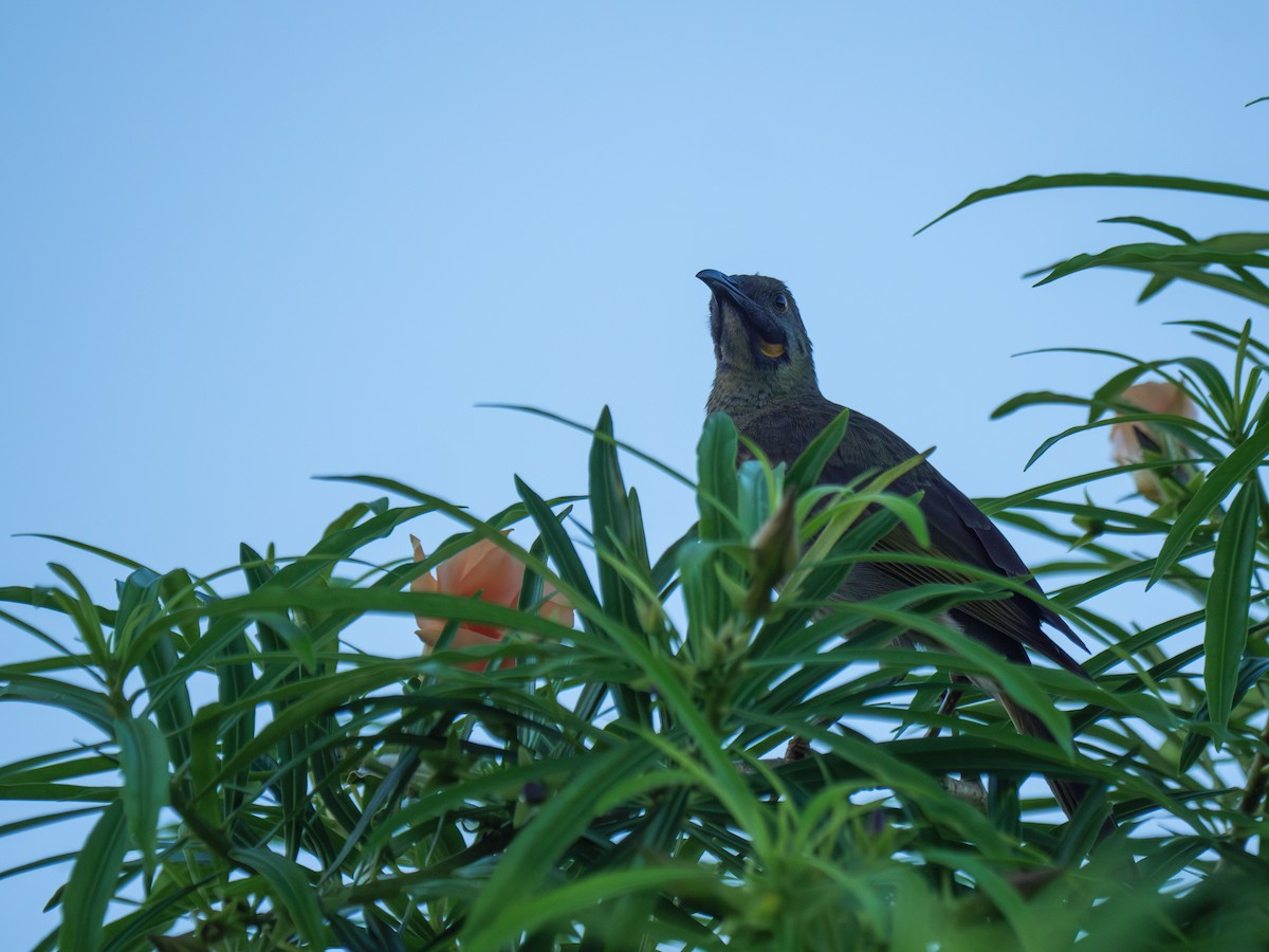 Western Wattled-Honeyeater - ML617209479