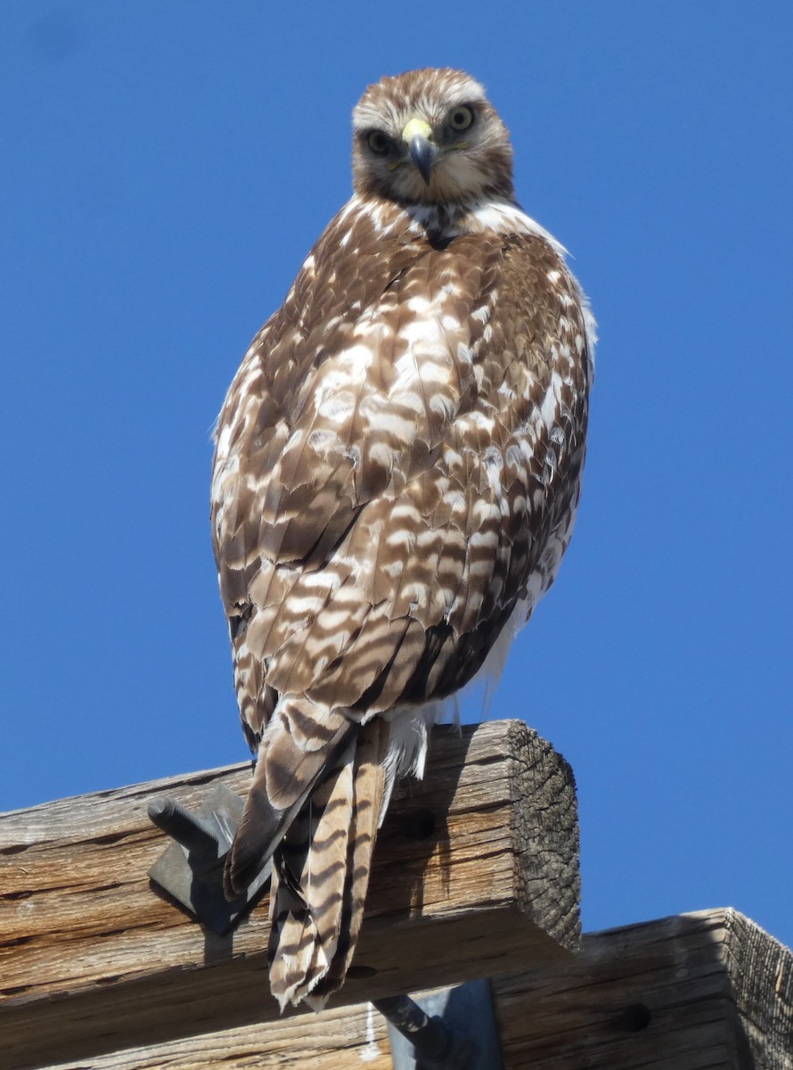 Red-tailed Hawk - ML617209493