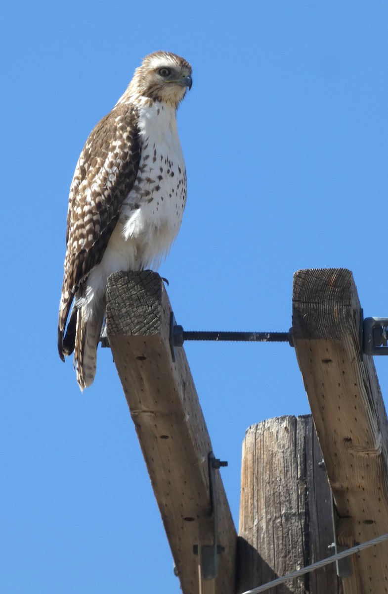 Red-tailed Hawk - ML617209494